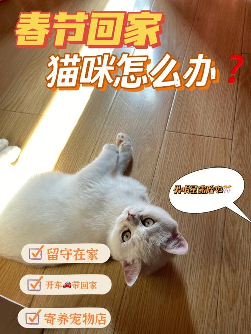  过年猫咪怎么办，过年期间猫怎么办