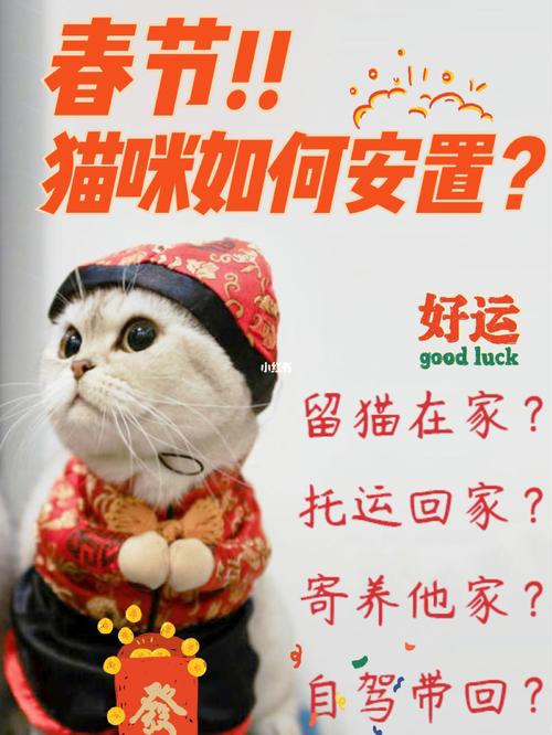 过年猫咪怎么办,过年期间猫怎么办-第2张图片-后鲨宠物 过年猫咪怎么办,过年期间猫怎么办-第2张图片-后鲨宠物
