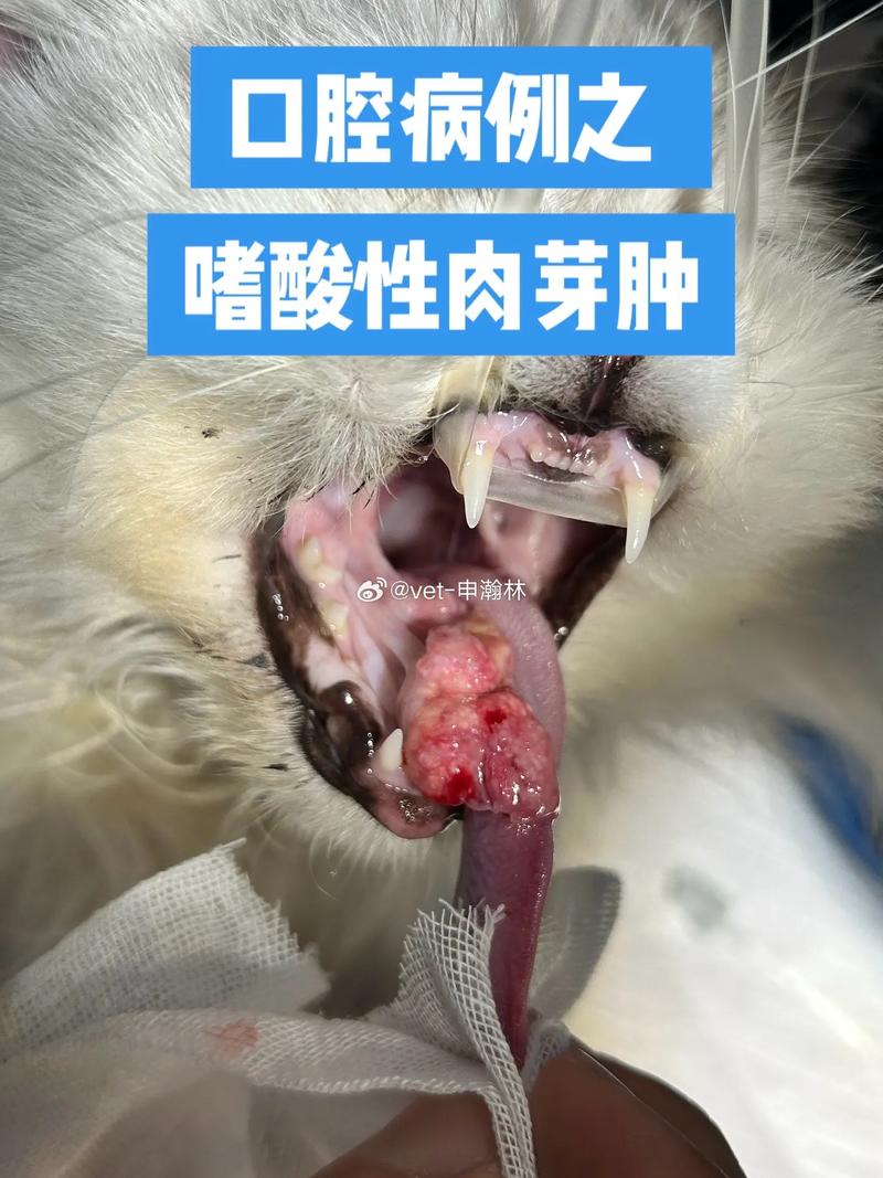猫咪肉芽肿会自愈吗，猫咪肉芽肿可治愈吗？