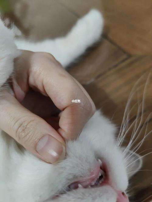 猫咪肉芽肿会自愈吗,猫咪肉芽肿可治愈吗?-第3张图片-后鲨宠物 猫咪肉芽肿会自愈吗,猫咪肉芽肿可治愈吗?-第3张图片-后鲨宠物