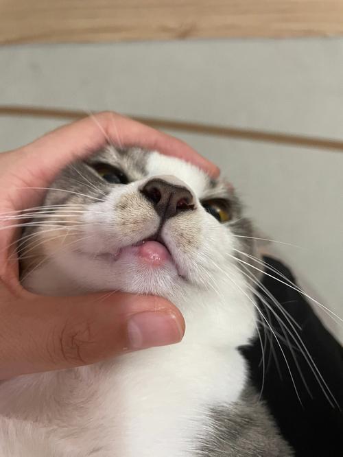 猫咪肉芽肿会自愈吗,猫咪肉芽肿可治愈吗?-第4张图片-后鲨宠物 猫咪肉芽肿会自愈吗,猫咪肉芽肿可治愈吗?-第4张图片-后鲨宠物