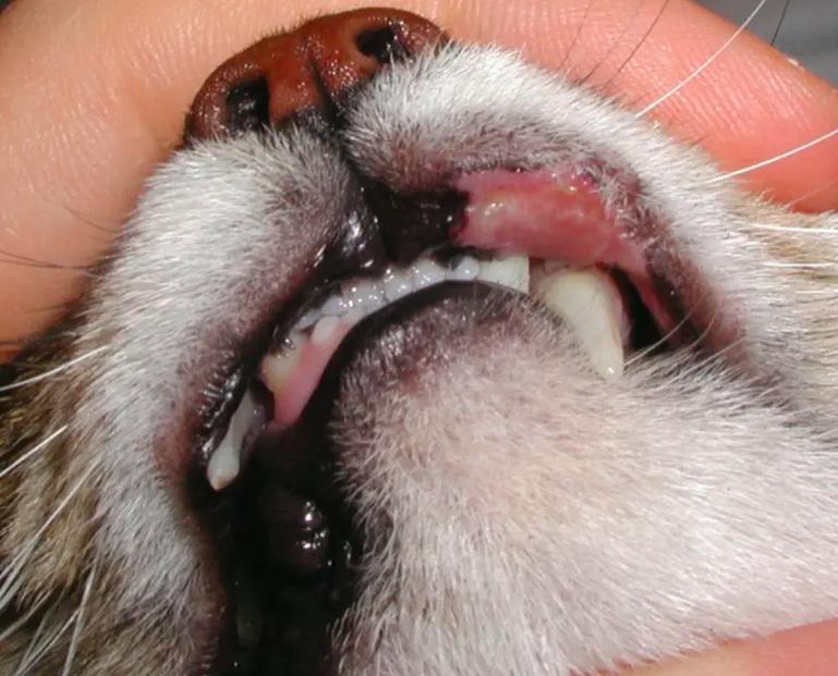 猫咪肉芽肿会自愈吗,猫咪肉芽肿可治愈吗?-第5张图片-后鲨宠物 猫咪肉芽肿会自愈吗,猫咪肉芽肿可治愈吗?-第5张图片-后鲨宠物