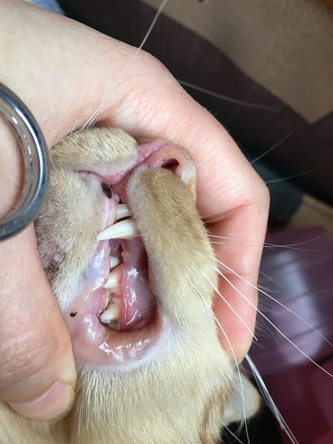 猫咪肉芽肿会自愈吗,猫咪肉芽肿可治愈吗?-第6张图片-后鲨宠物 猫咪肉芽肿会自愈吗,猫咪肉芽肿可治愈吗?-第6张图片-后鲨宠物