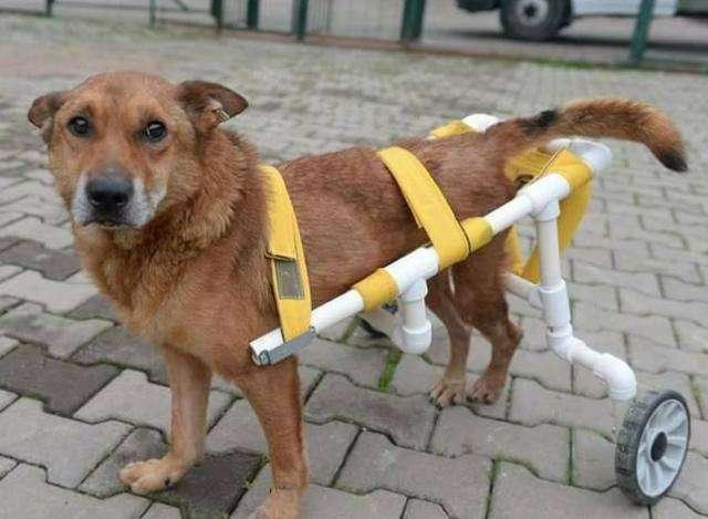 包含狗狗被车压了能自愈吗的词条