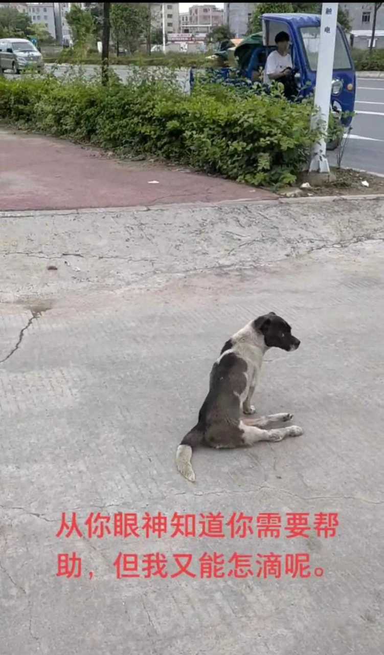 包含狗狗被车压了能自愈吗的词条-第2张图片-后鲨宠物 包含狗狗被车压了能自愈吗的词条-第2张图片-后鲨宠物