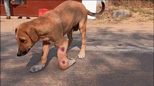 包含狗狗被车压了能自愈吗的词条-第4张图片-后鲨宠物 包含狗狗被车压了能自愈吗的词条-第4张图片-后鲨宠物