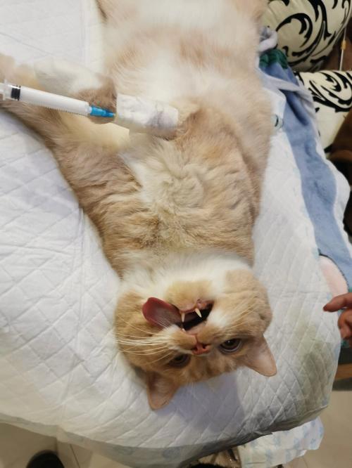  猫咪绝育后不吃不喝，猫咪绝育后不吃不喝还呕吐
