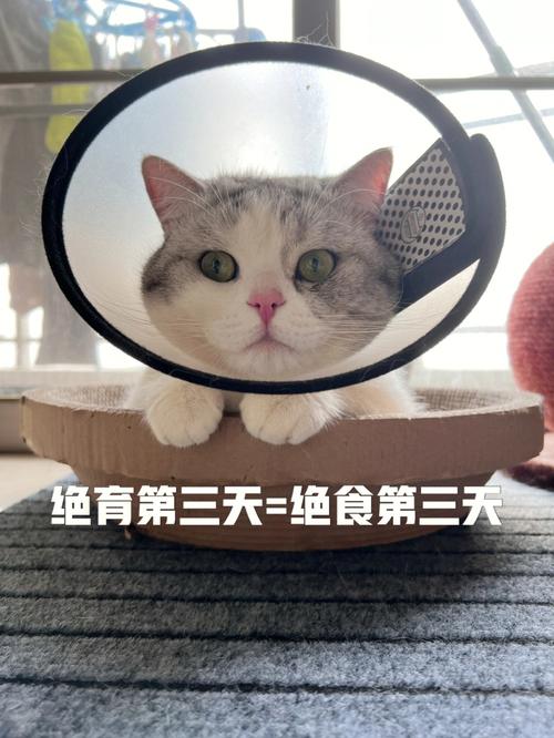猫咪绝育后不吃不喝,猫咪绝育后不吃不喝还呕吐-第2张图片-后鲨宠物 猫咪绝育后不吃不喝,猫咪绝育后不吃不喝还呕吐-第2张图片-后鲨宠物
