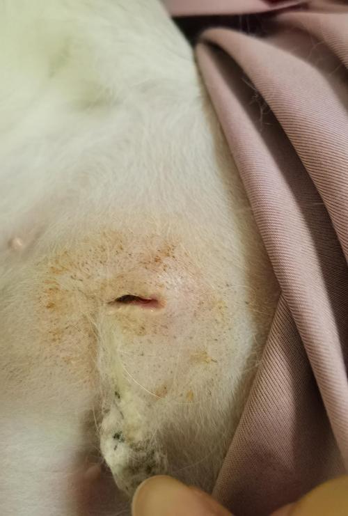 猫咪绝育后不吃不喝,猫咪绝育后不吃不喝还呕吐-第3张图片-后鲨宠物 猫咪绝育后不吃不喝,猫咪绝育后不吃不喝还呕吐-第3张图片-后鲨宠物