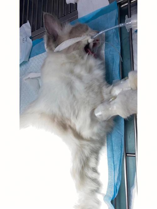 猫咪绝育后不吃不喝,猫咪绝育后不吃不喝还呕吐-第4张图片-后鲨宠物 猫咪绝育后不吃不喝,猫咪绝育后不吃不喝还呕吐-第4张图片-后鲨宠物