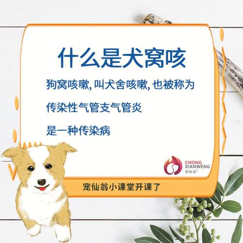  狗狗不停的咳嗽怎么办，狗狗不停的咳嗽怎么办-第2张图片-后鲨宠物