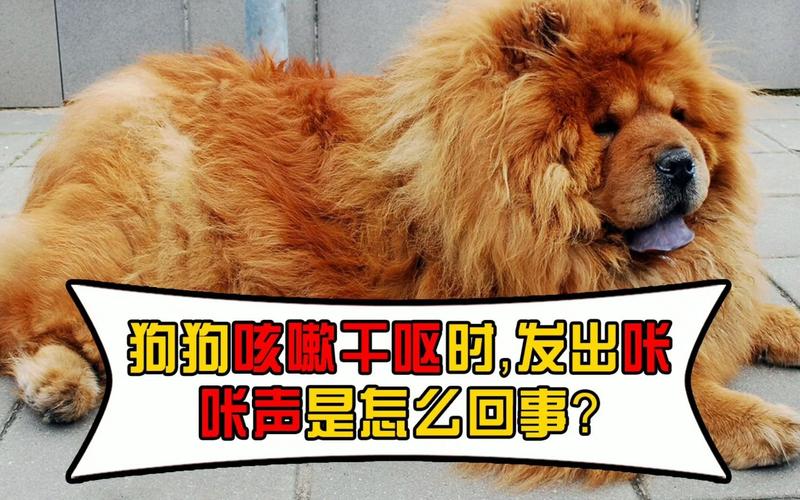  狗狗不停的咳嗽怎么办，狗狗不停的咳嗽怎么办-第3张图片-后鲨宠物