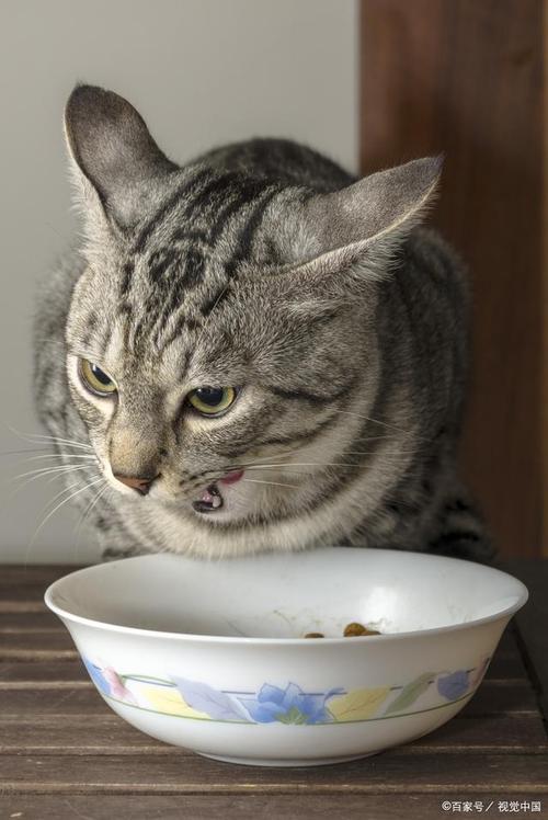 猫咪感冒不吃饭怎么办，猫咪感冒不爱吃饭怎么办？