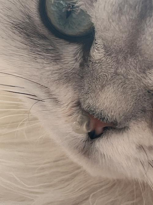 猫咪感冒不吃饭怎么办,猫咪感冒不爱吃饭怎么办?-第4张图片-后鲨宠物 猫咪感冒不吃饭怎么办,猫咪感冒不爱吃饭怎么办?-第4张图片-后鲨宠物