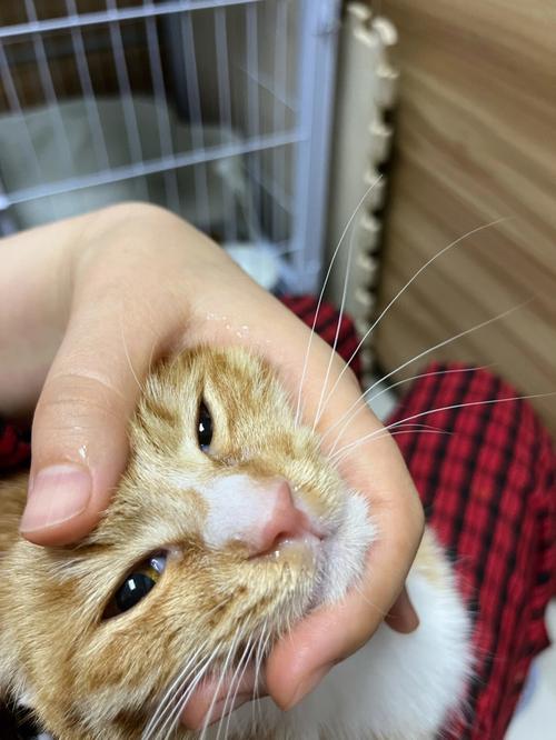 猫咪感冒不吃饭怎么办,猫咪感冒不爱吃饭怎么办?-第5张图片-后鲨宠物 猫咪感冒不吃饭怎么办,猫咪感冒不爱吃饭怎么办?-第5张图片-后鲨宠物