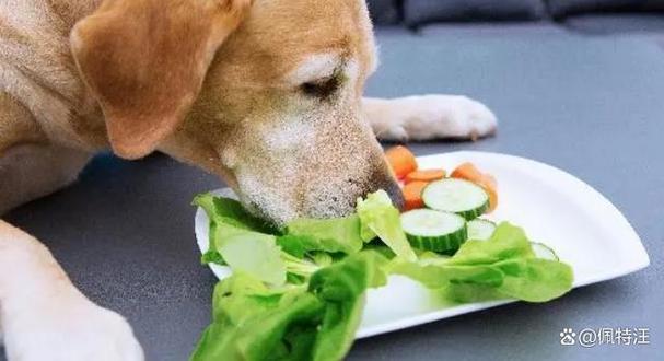 狗狗能吃生菜吗，狗狗吃生菜吗?？