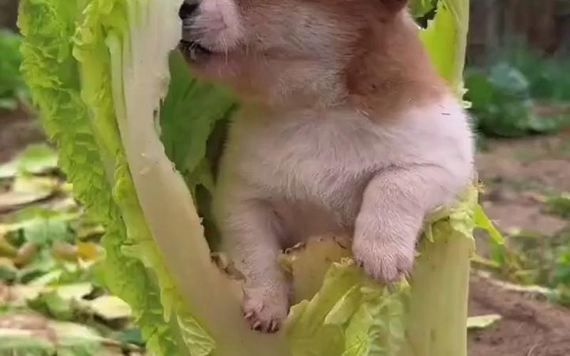 狗狗能吃生菜吗,狗狗吃生菜吗??-第2张图片-后鲨宠物 狗狗能吃生菜吗,狗狗吃生菜吗??-第2张图片-后鲨宠物