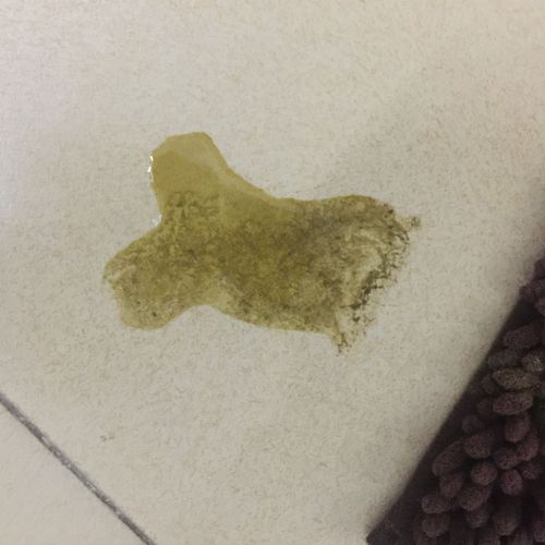 猫猫为什么会吐,猫猫为什么会吐毛球-第4张图片-后鲨宠物 猫猫为什么会吐,猫猫为什么会吐毛球-第4张图片-后鲨宠物