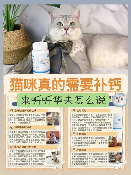 怎么给猫咪补钙,怎么给猫咪补钙效果比较好-第5张图片-后鲨宠物 怎么给猫咪补钙,怎么给猫咪补钙效果比较好-第5张图片-后鲨宠物