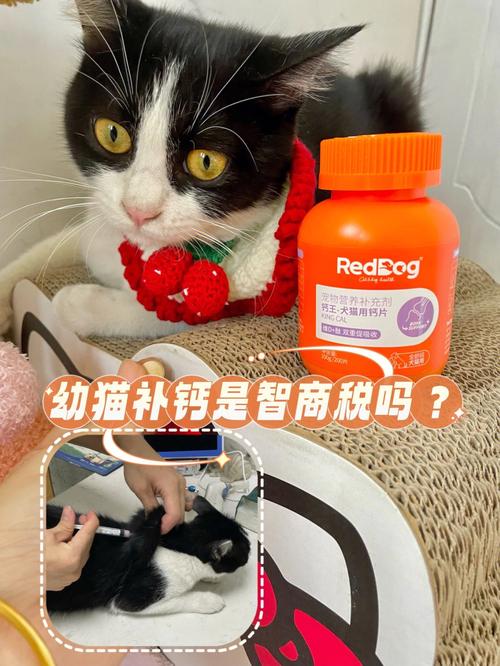 怎么给猫咪补钙,怎么给猫咪补钙效果比较好-第6张图片-后鲨宠物 怎么给猫咪补钙,怎么给猫咪补钙效果比较好-第6张图片-后鲨宠物