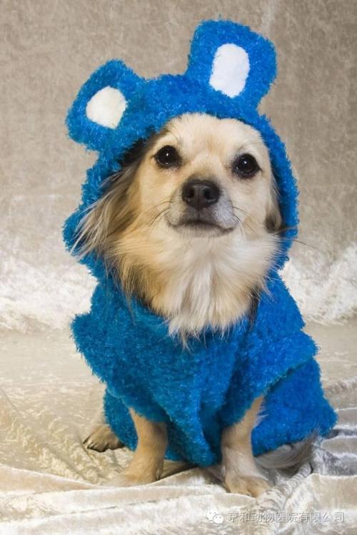  夏天可以给狗狗穿衣服吗，夏天可以给狗狗穿衣服吗为什么