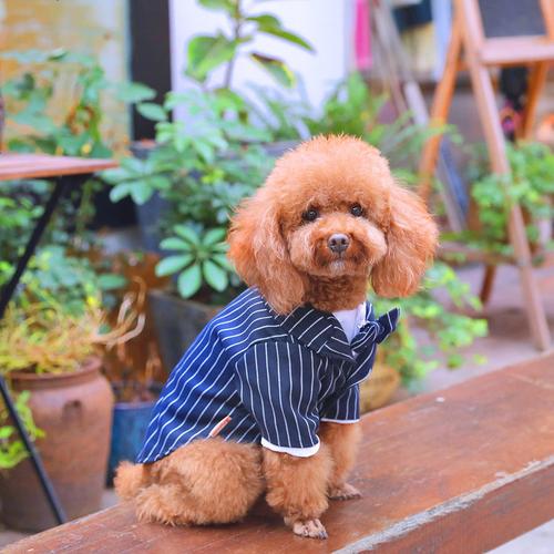 夏天可以给狗狗穿衣服吗,夏天可以给狗狗穿衣服吗为什么-第2张图片-后鲨宠物 夏天可以给狗狗穿衣服吗,夏天可以给狗狗穿衣服吗为什么-第2张图片-后鲨宠物