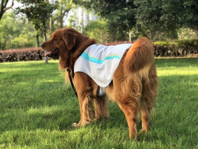 夏天可以给狗狗穿衣服吗,夏天可以给狗狗穿衣服吗为什么-第3张图片-后鲨宠物 夏天可以给狗狗穿衣服吗,夏天可以给狗狗穿衣服吗为什么-第3张图片-后鲨宠物