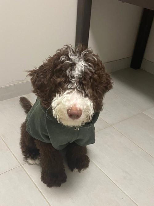 夏天可以给狗狗穿衣服吗,夏天可以给狗狗穿衣服吗为什么-第4张图片-后鲨宠物 夏天可以给狗狗穿衣服吗,夏天可以给狗狗穿衣服吗为什么-第4张图片-后鲨宠物