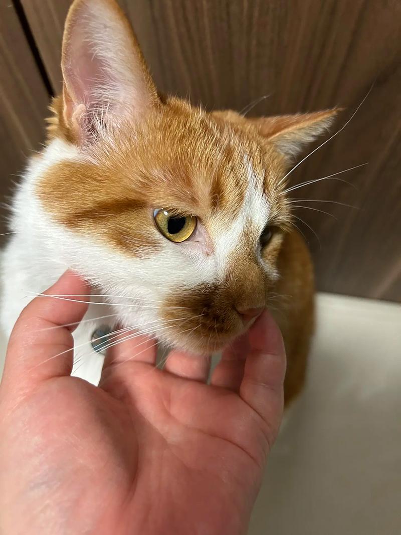 猫咪翻白眼是什么情况,猫咪翻白眼是什么情况引起的?-第3张图片-后鲨宠物 猫咪翻白眼是什么情况,猫咪翻白眼是什么情况引起的?-第3张图片-后鲨宠物