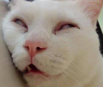 猫咪翻白眼是什么情况,猫咪翻白眼是什么情况引起的?-第4张图片-后鲨宠物 猫咪翻白眼是什么情况,猫咪翻白眼是什么情况引起的?-第4张图片-后鲨宠物