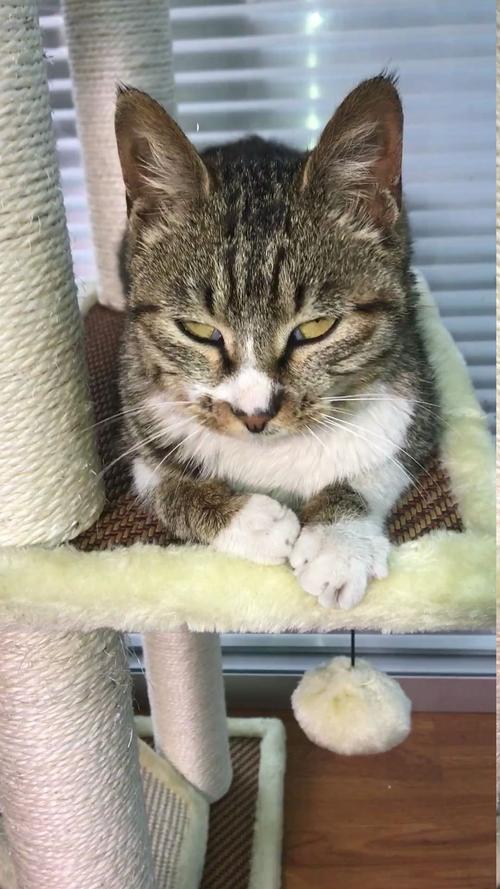 猫咪翻白眼是什么情况,猫咪翻白眼是什么情况引起的?-第5张图片-后鲨宠物 猫咪翻白眼是什么情况,猫咪翻白眼是什么情况引起的?-第5张图片-后鲨宠物