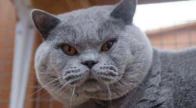 猫咪发腮期是什么时候,猫猫发腮期-第2张图片-后鲨宠物 猫咪发腮期是什么时候,猫猫发腮期-第2张图片-后鲨宠物