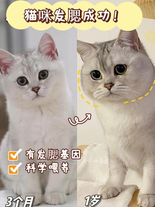 猫咪发腮期是什么时候,猫猫发腮期-第3张图片-后鲨宠物 猫咪发腮期是什么时候,猫猫发腮期-第3张图片-后鲨宠物