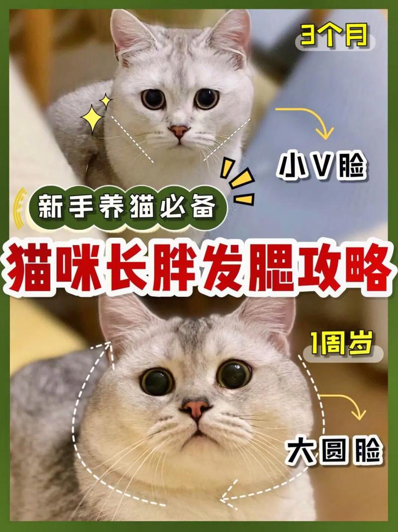 猫咪发腮期是什么时候,猫猫发腮期-第5张图片-后鲨宠物 猫咪发腮期是什么时候,猫猫发腮期-第5张图片-后鲨宠物