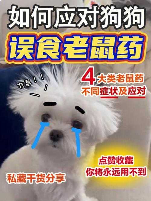 狗狗吃到老鼠药怎么办_狗狗吃老鼠药怎么办啊-第3张图片-后鲨宠物 狗狗吃到老鼠药怎么办_狗狗吃老鼠药怎么办啊-第3张图片-后鲨宠物