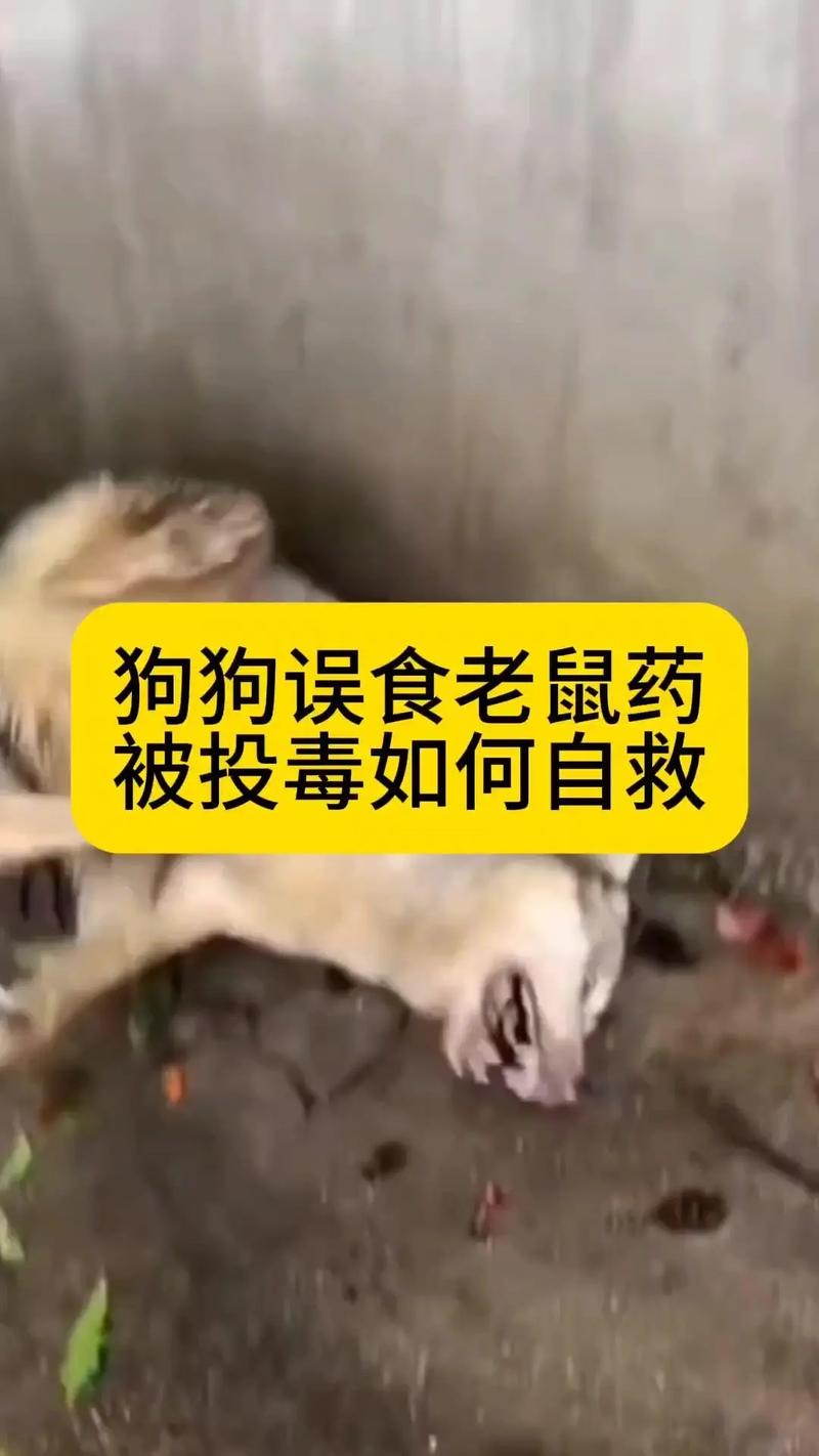 狗狗吃到老鼠药怎么办_狗狗吃老鼠药怎么办啊-第4张图片-后鲨宠物 狗狗吃到老鼠药怎么办_狗狗吃老鼠药怎么办啊-第4张图片-后鲨宠物