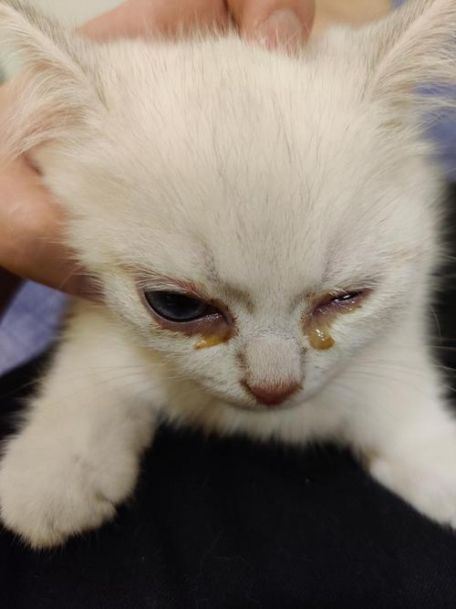 猫咪眼睛流脓用什么药_猫咪眼睛流脓用什么药比较好