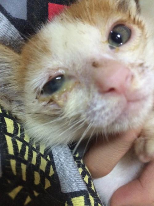 猫咪眼睛流脓用什么药_猫咪眼睛流脓用什么药比较好-第2张图片-后鲨宠物 猫咪眼睛流脓用什么药_猫咪眼睛流脓用什么药比较好-第2张图片-后鲨宠物