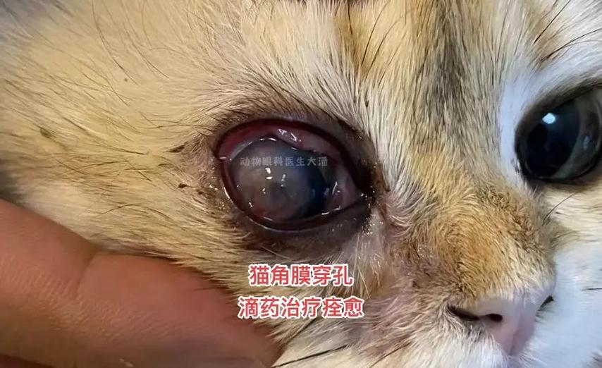 猫咪眼睛流脓用什么药_猫咪眼睛流脓用什么药比较好-第3张图片-后鲨宠物 猫咪眼睛流脓用什么药_猫咪眼睛流脓用什么药比较好-第3张图片-后鲨宠物