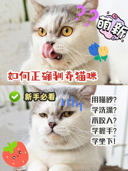 如何让猫咪听话,如何让猫咪听话不咬人?-第2张图片-后鲨宠物 如何让猫咪听话,如何让猫咪听话不咬人?-第2张图片-后鲨宠物