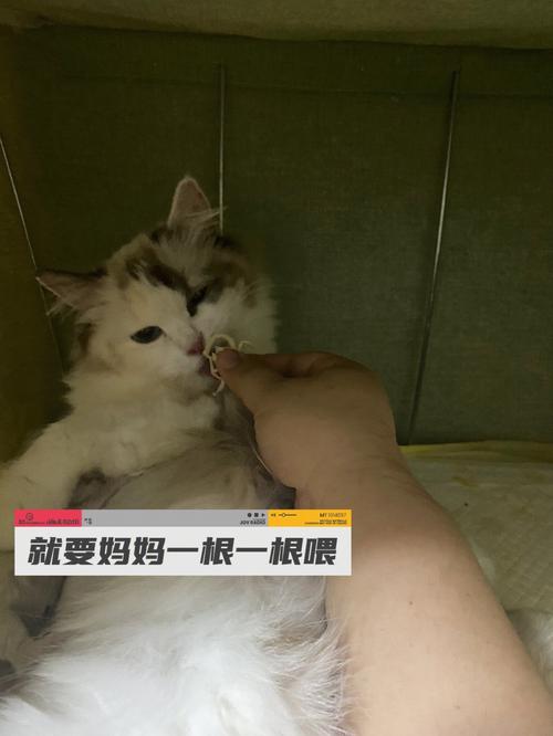  猫咪坐月子吃什么，猫咪坐月子吃什么下奶