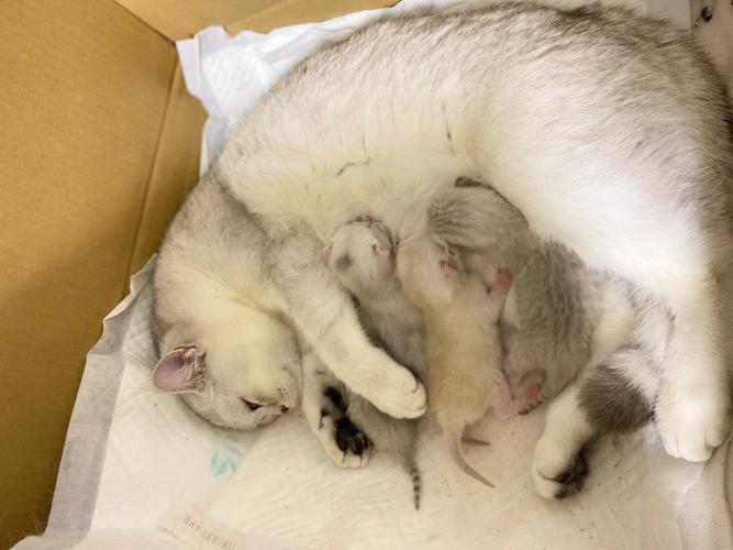  猫咪坐月子吃什么，猫咪坐月子吃什么下奶-第4张图片-后鲨宠物