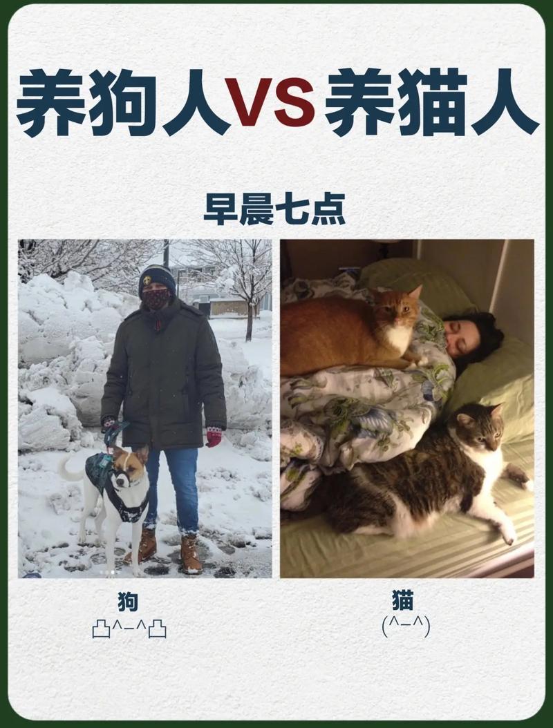 猫咪和狗狗可以养在一起吗,猫猫和狗可以一起养吗?-第3张图片-后鲨宠物 猫咪和狗狗可以养在一起吗,猫猫和狗可以一起养吗?-第3张图片-后鲨宠物