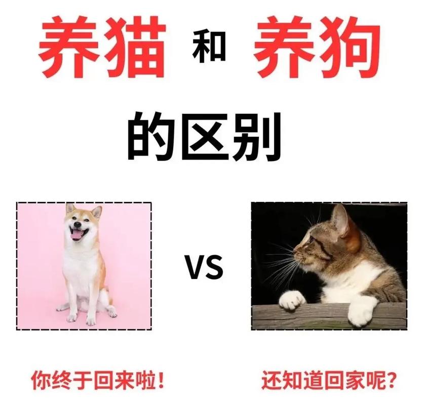 猫咪和狗狗可以养在一起吗,猫猫和狗可以一起养吗?-第4张图片-后鲨宠物 猫咪和狗狗可以养在一起吗,猫猫和狗可以一起养吗?-第4张图片-后鲨宠物