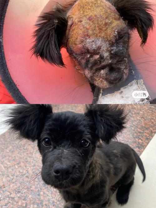 狗狗蠕形螨怎么治疗_狗蠕形螨怎么治疗-第4张图片-后鲨宠物 狗狗蠕形螨怎么治疗_狗蠕形螨怎么治疗-第4张图片-后鲨宠物