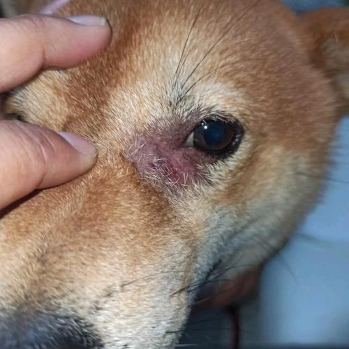 狗狗蠕形螨怎么治疗_狗蠕形螨怎么治疗-第6张图片-后鲨宠物 狗狗蠕形螨怎么治疗_狗蠕形螨怎么治疗-第6张图片-后鲨宠物