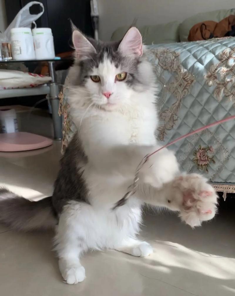猫咪为什么喜欢逗猫棒,猫为啥那么喜欢逗猫棒-第4张图片-后鲨宠物 猫咪为什么喜欢逗猫棒,猫为啥那么喜欢逗猫棒-第4张图片-后鲨宠物