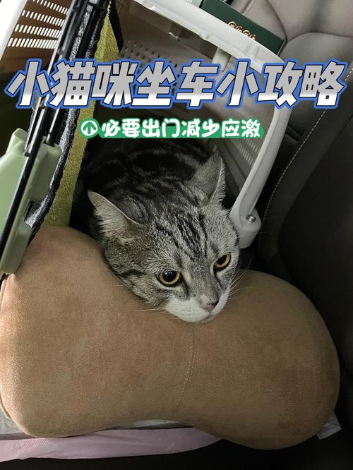 火车上能带猫咪吗，火车上面可以带猫咪吗？