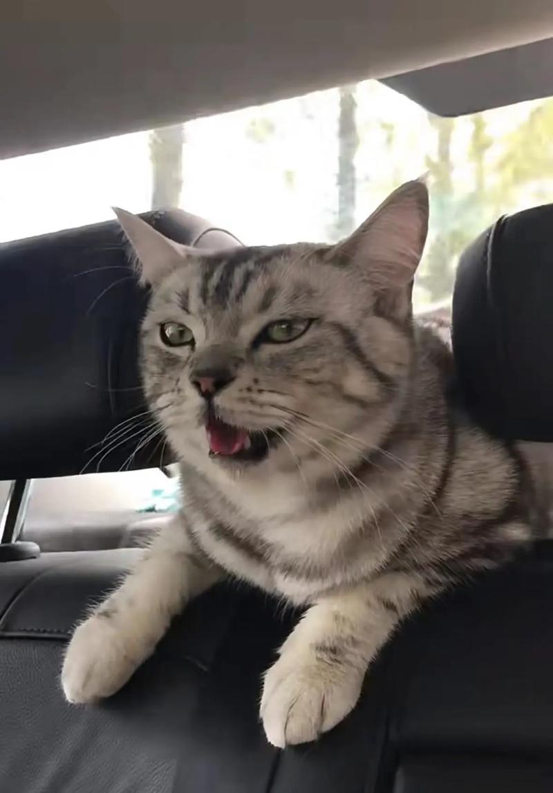 火车上能带猫咪吗，火车上面可以带猫咪吗？-第5张图片-后鲨宠物