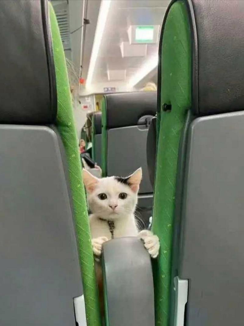火车上能带猫咪吗，火车上面可以带猫咪吗？-第6张图片-后鲨宠物
